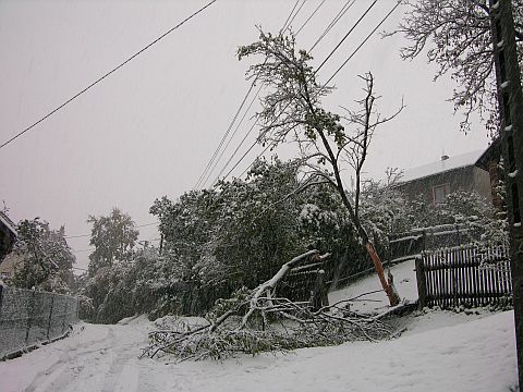 Czarna roda