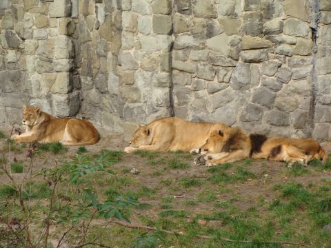 Wycieczka do Centralnego Muzeum Poarnictwa w Mysowicach i ZOO w Chorzowie