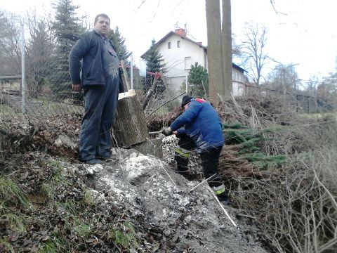 Wycinka drzew przy szkole podstawowej w Grojcu