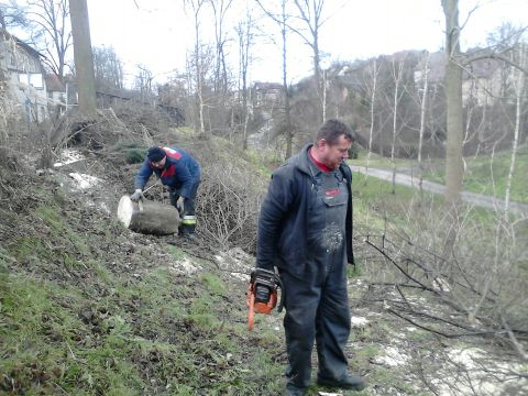 Wycinka drzew przy szkole podstawowej w Grojcu